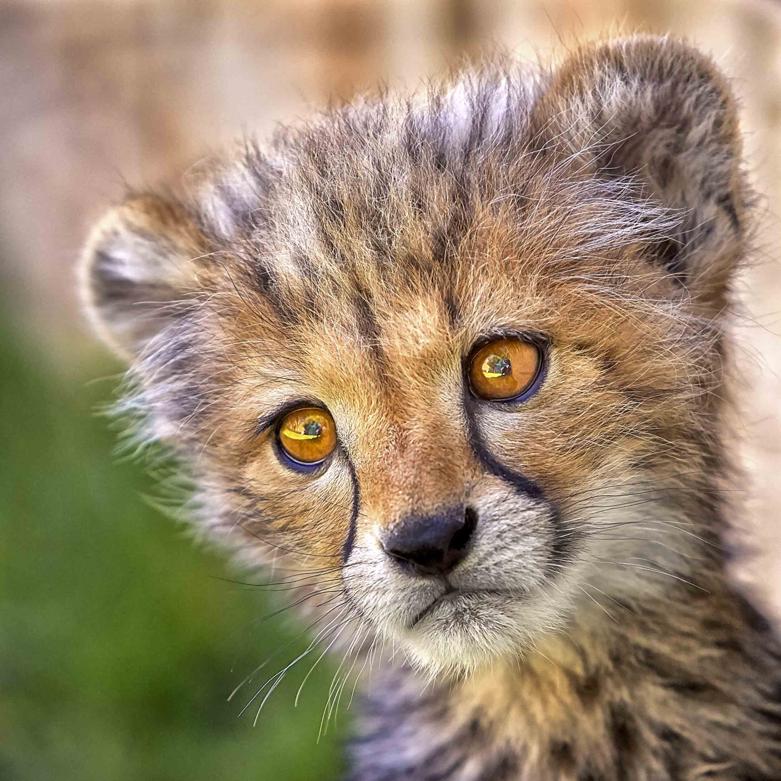 Innocence