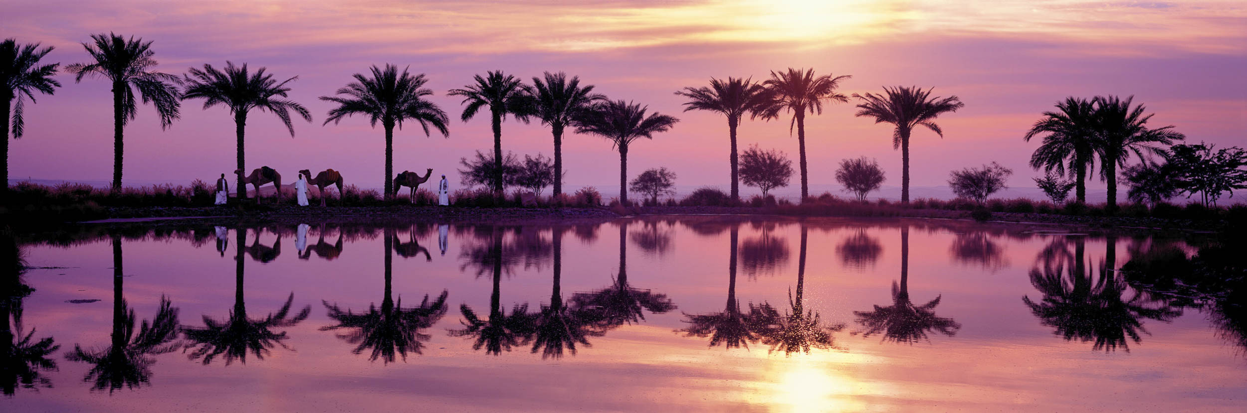 Abu Dhabi Oasis