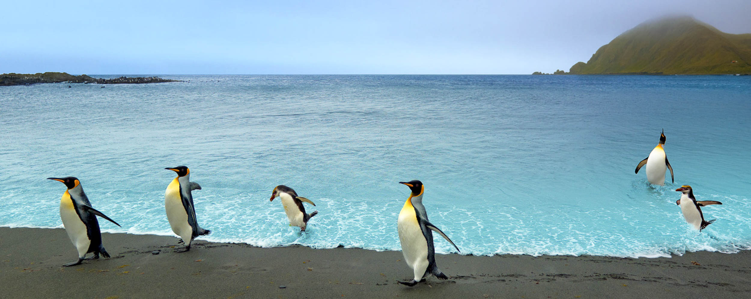 Penguin Promenade