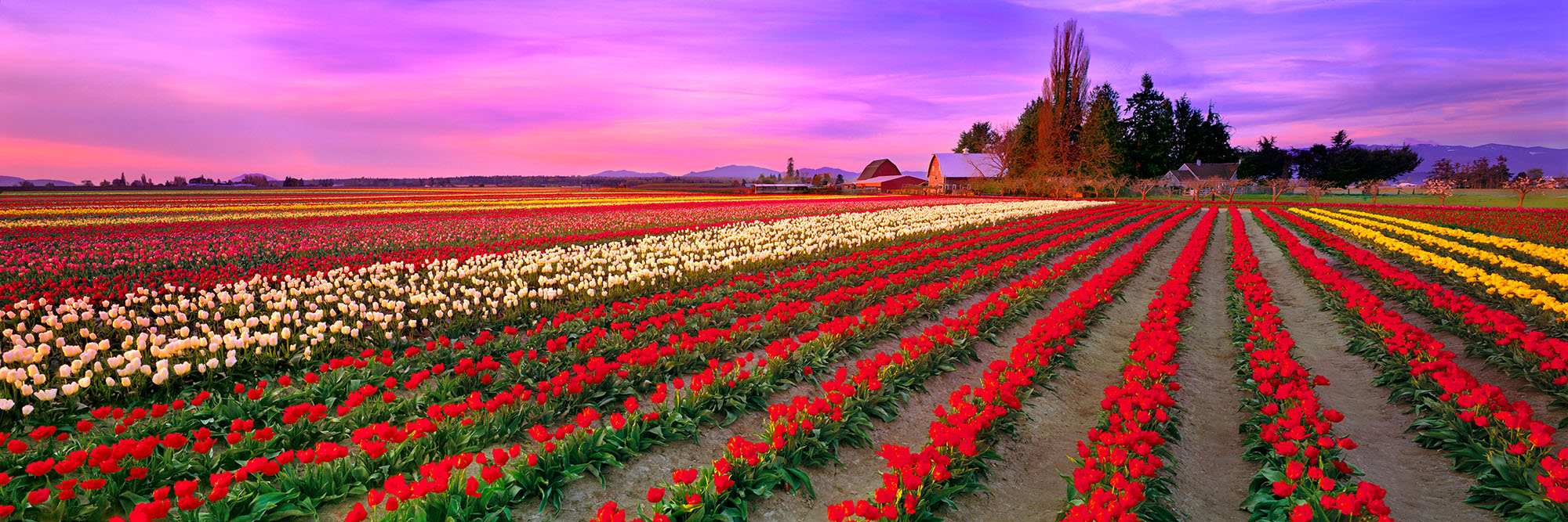 Field of Rainbows, Washington, USA
