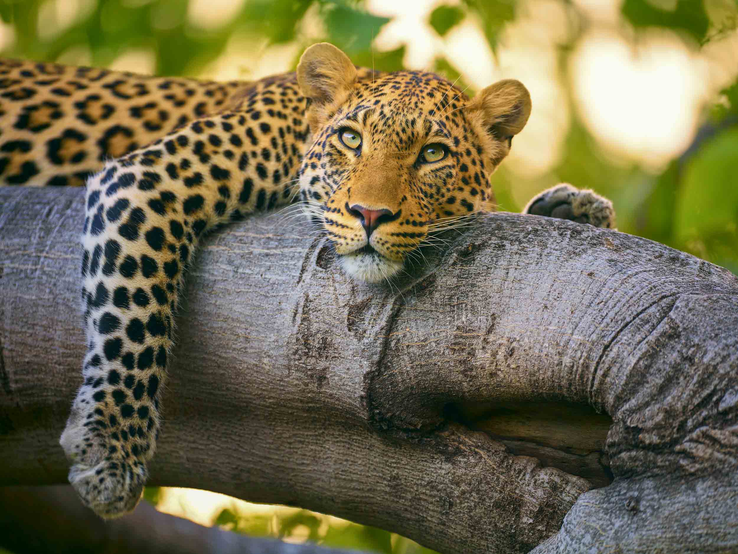 Eyes of Africa #1