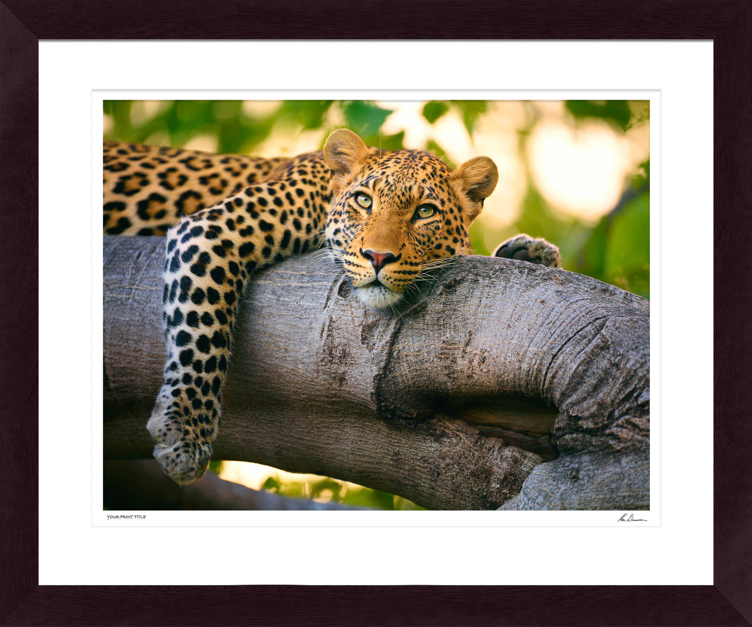 Medium Eyes Of Africa #1. Framed Dimensions 867mm (h) x 1042mm (w). Registration number 116/300