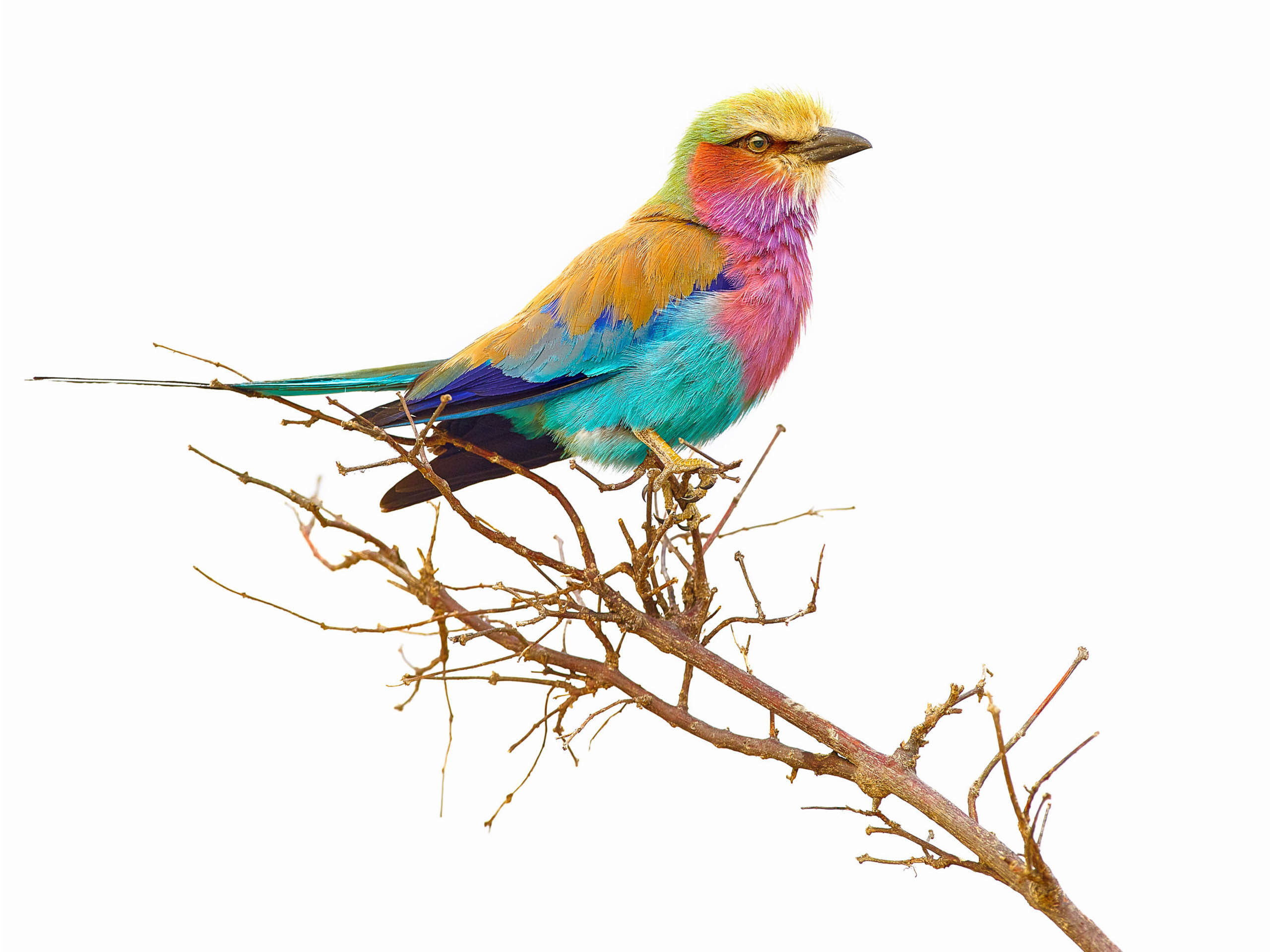 Lilac Breasted Roller