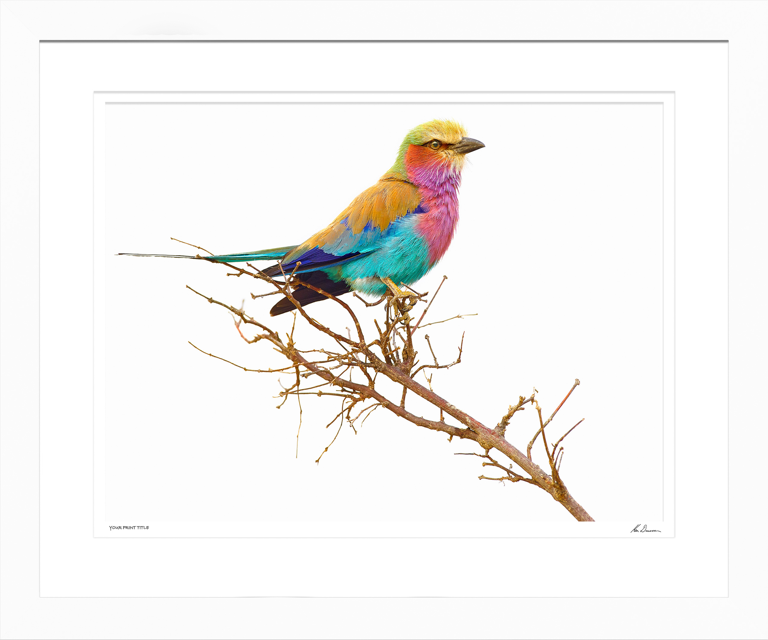Large Limited Edition Lilac Breasted Roller. Framed Dimensions 1000mm (h) x 1320mm (w). Registration number 28/300