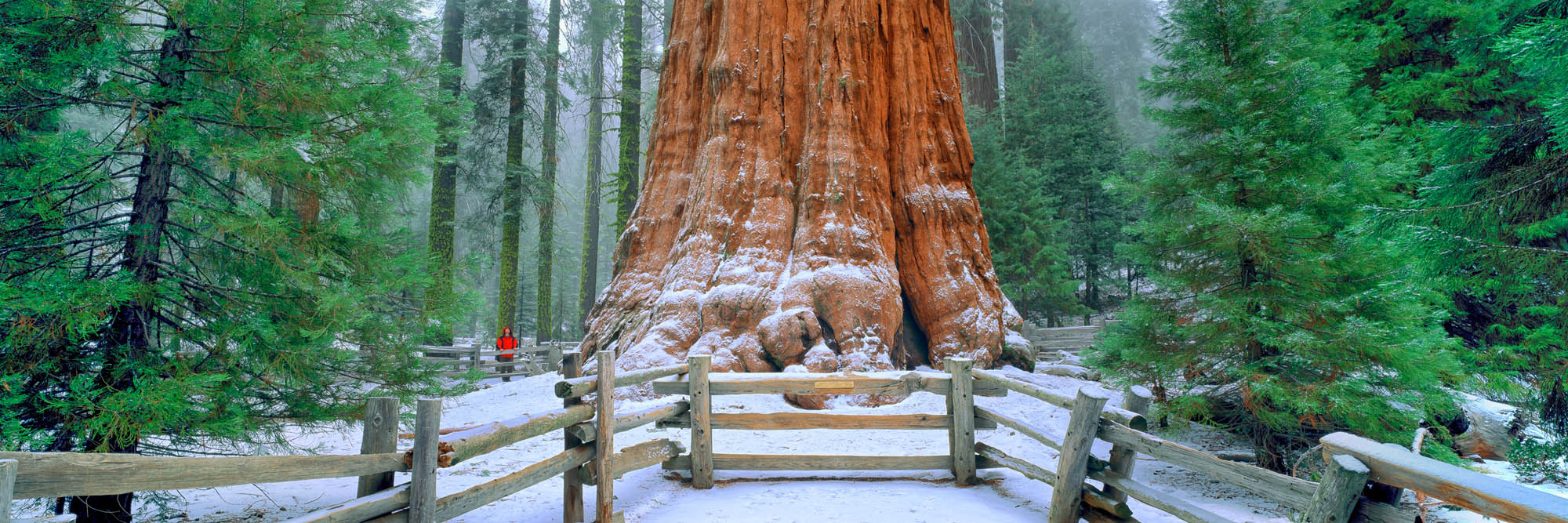 Gen. Sherman Tree, Sequoia Np