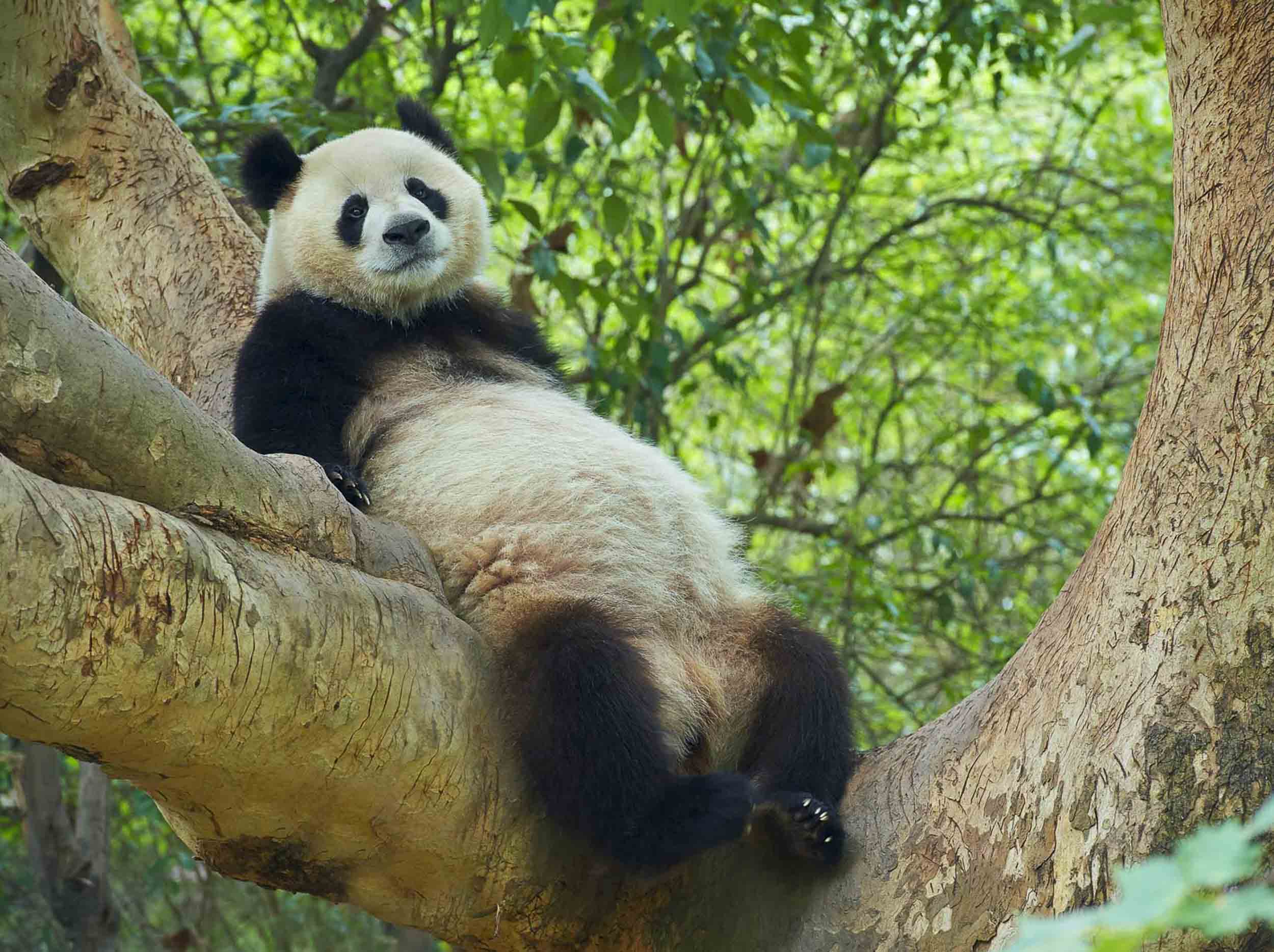 Bamboo Emperor
