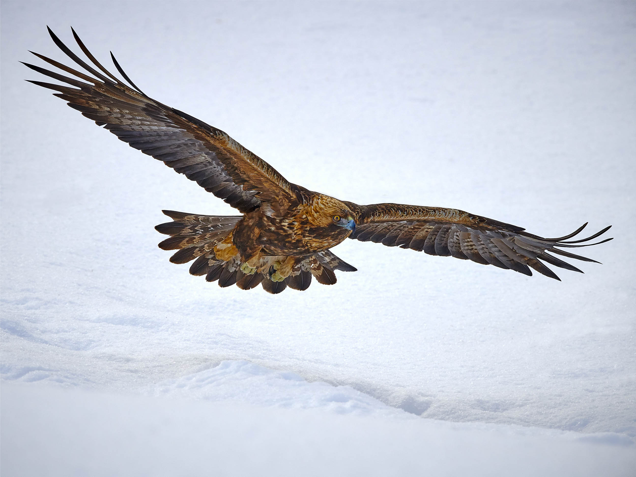 Soaring Majesty