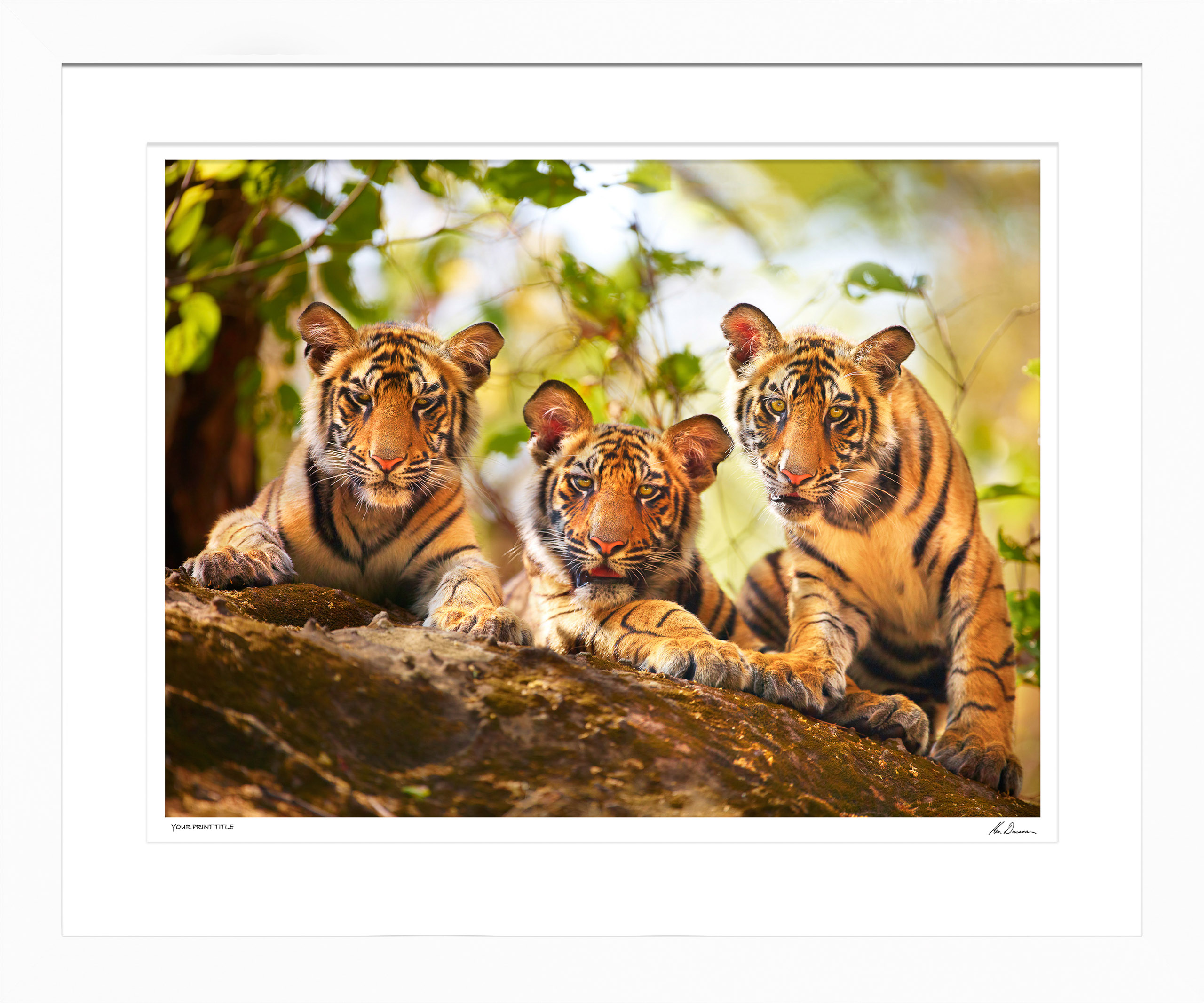Large Limited Edition Curious Cubs, India. Framed Dimensions 1000mm (h) x 1320mm (w). Registration number 14/300