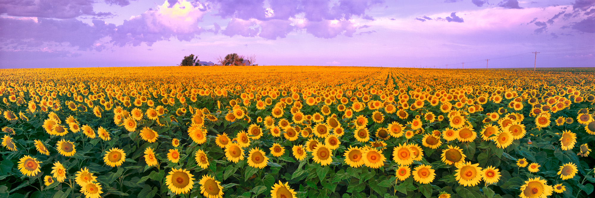 Seize the Day, Kansas