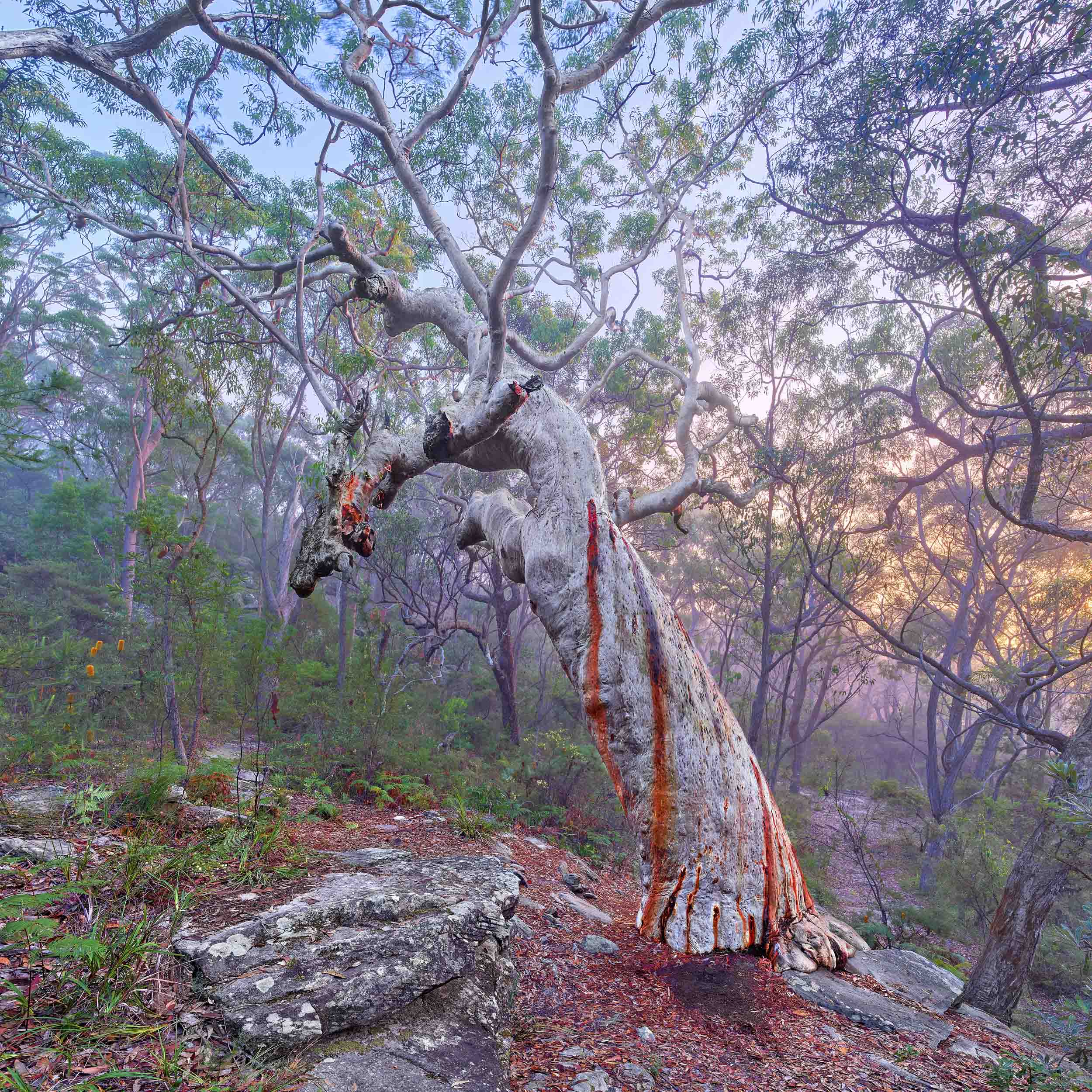 Grandmother Tree
