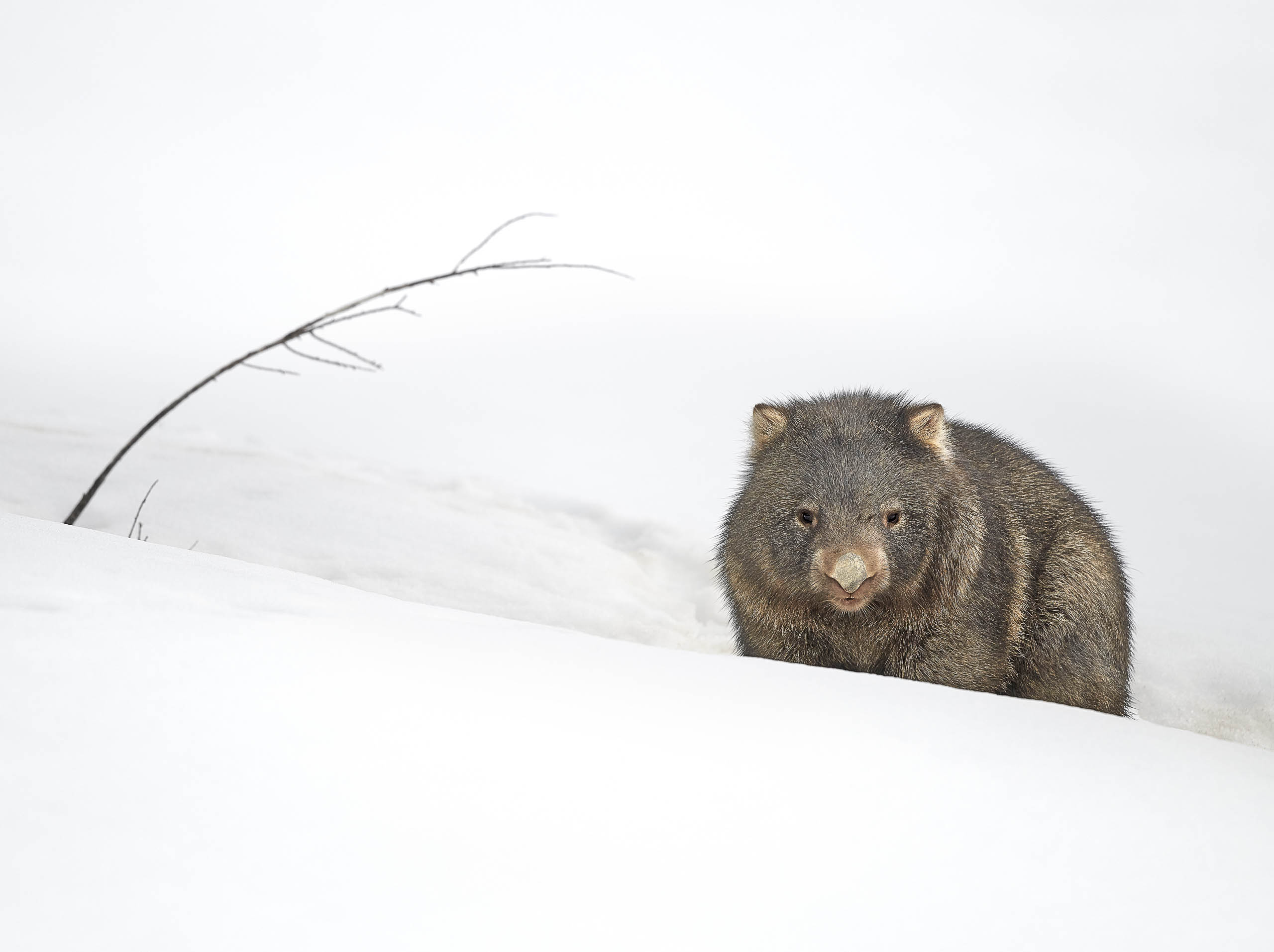 Matilda, Snowy Mountains, NSW