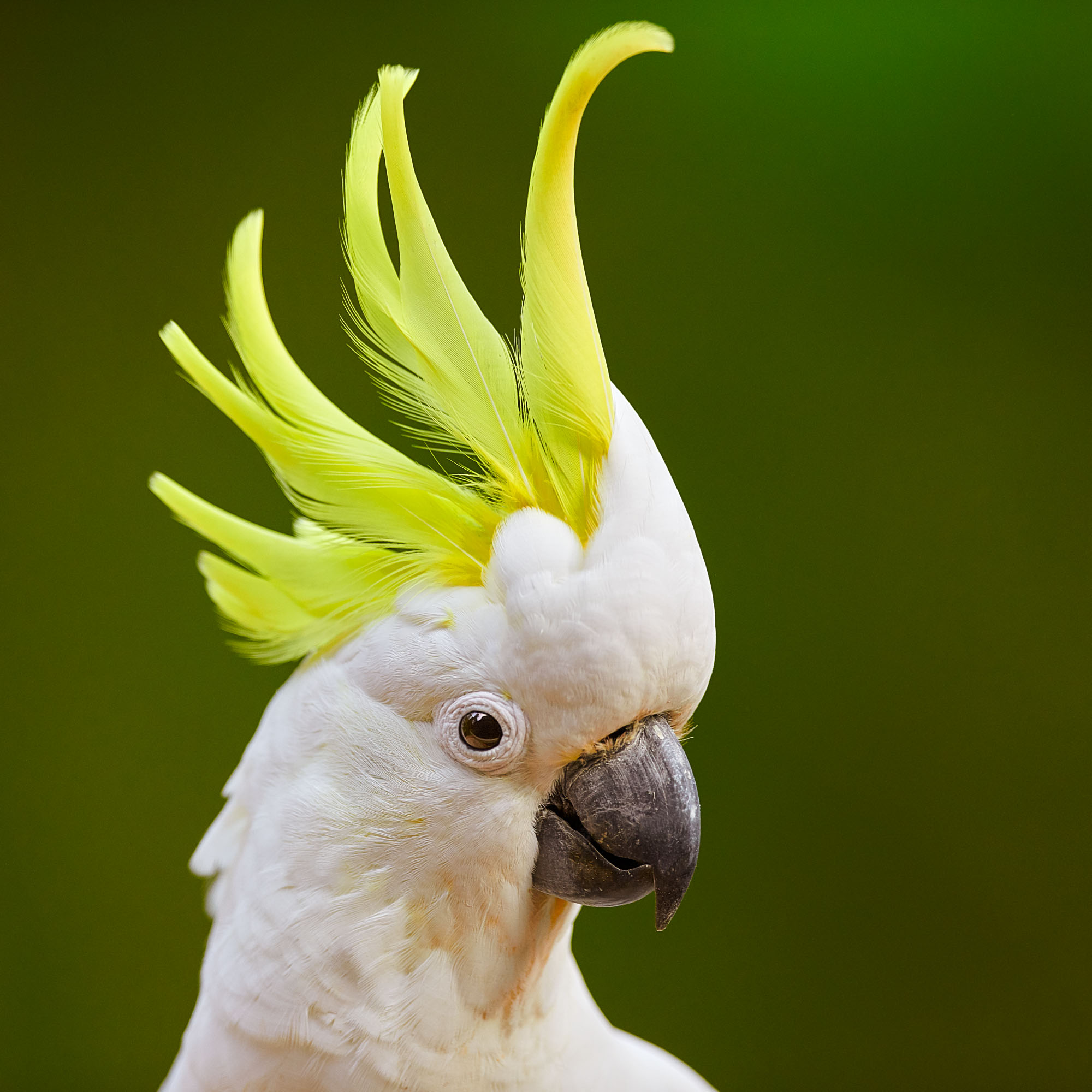 Sulphur Crested Cockatoo, Australia