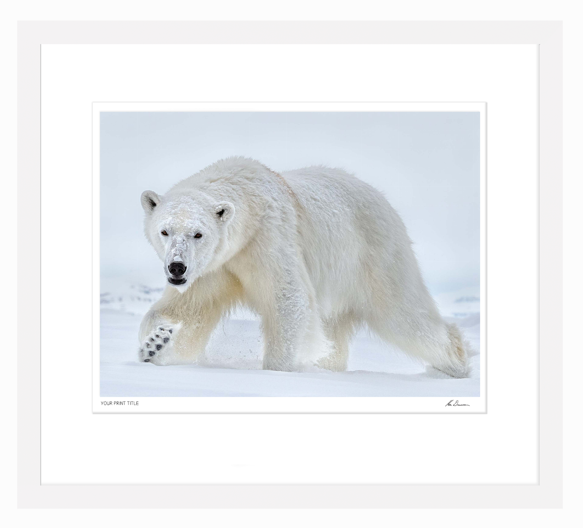 X Large Limited Edition Polar Eyes. Framed Dimensions 1283mm (h) x 1590mm (w). Registration number 5/300