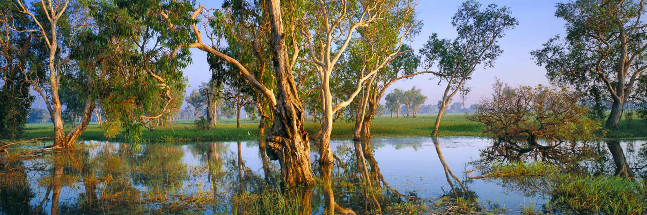 Kakadu Dreaming