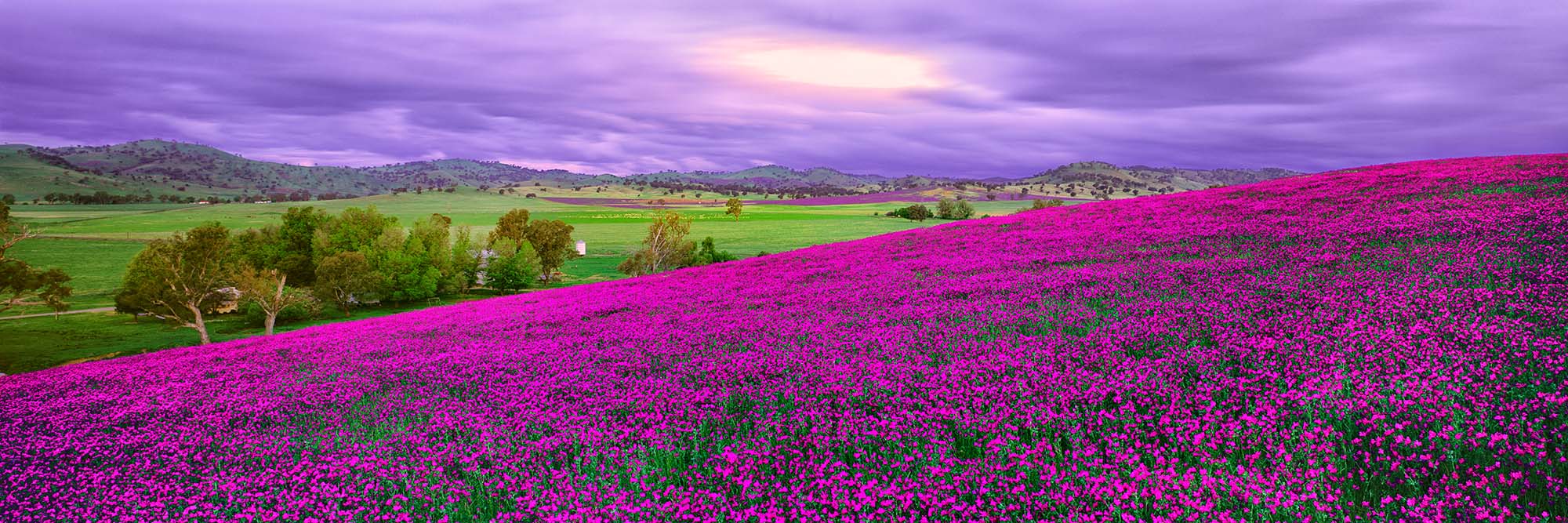 Wild Light, NSW