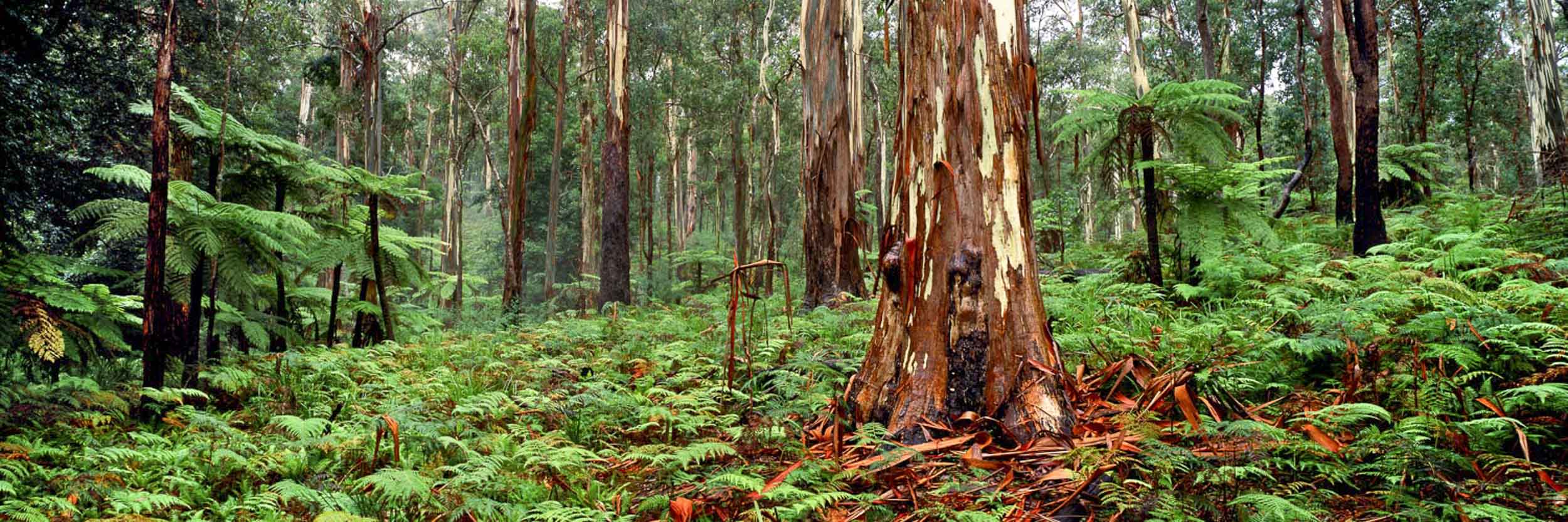 Forest Lords, NSW