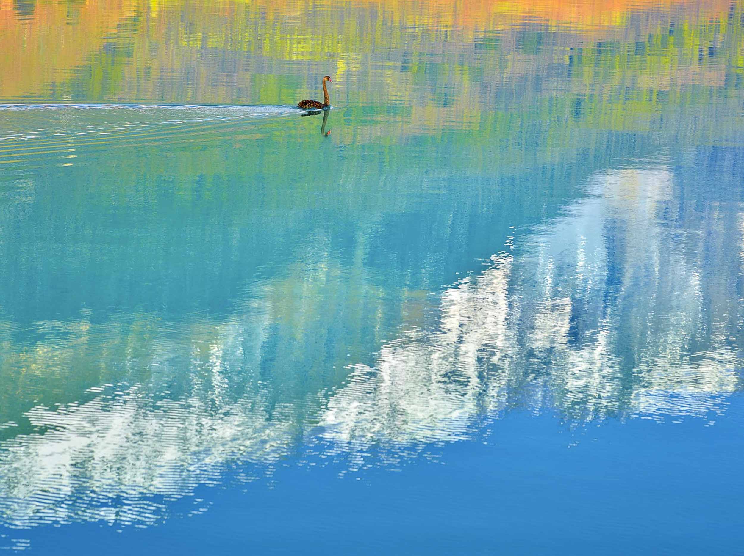 Swan Lake