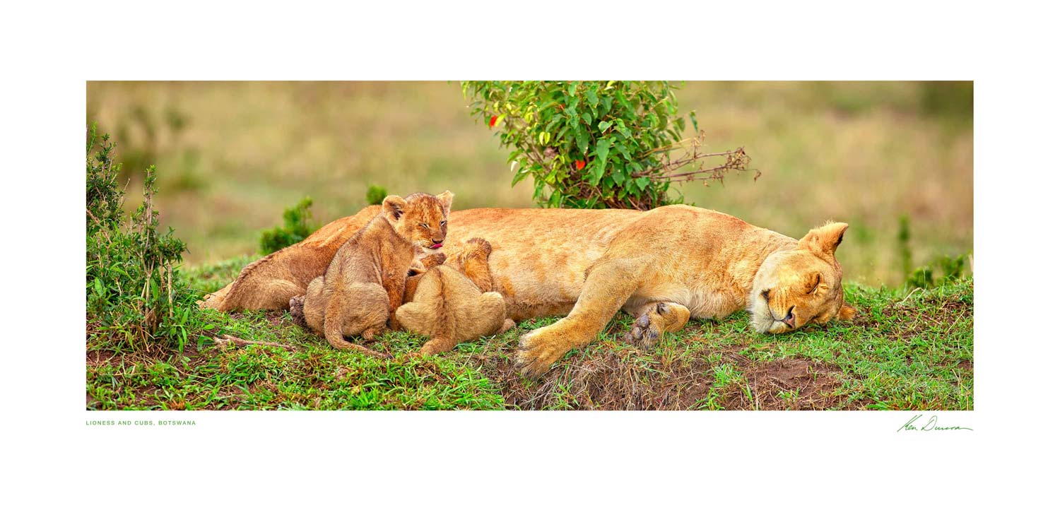 Lioness And Cubs, Botswana - Inspirational Unframed Poster