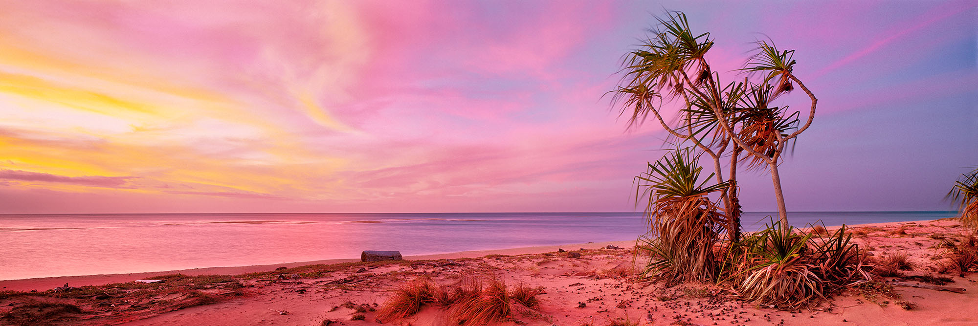 Pandanus Palms, Mapoon, QLD