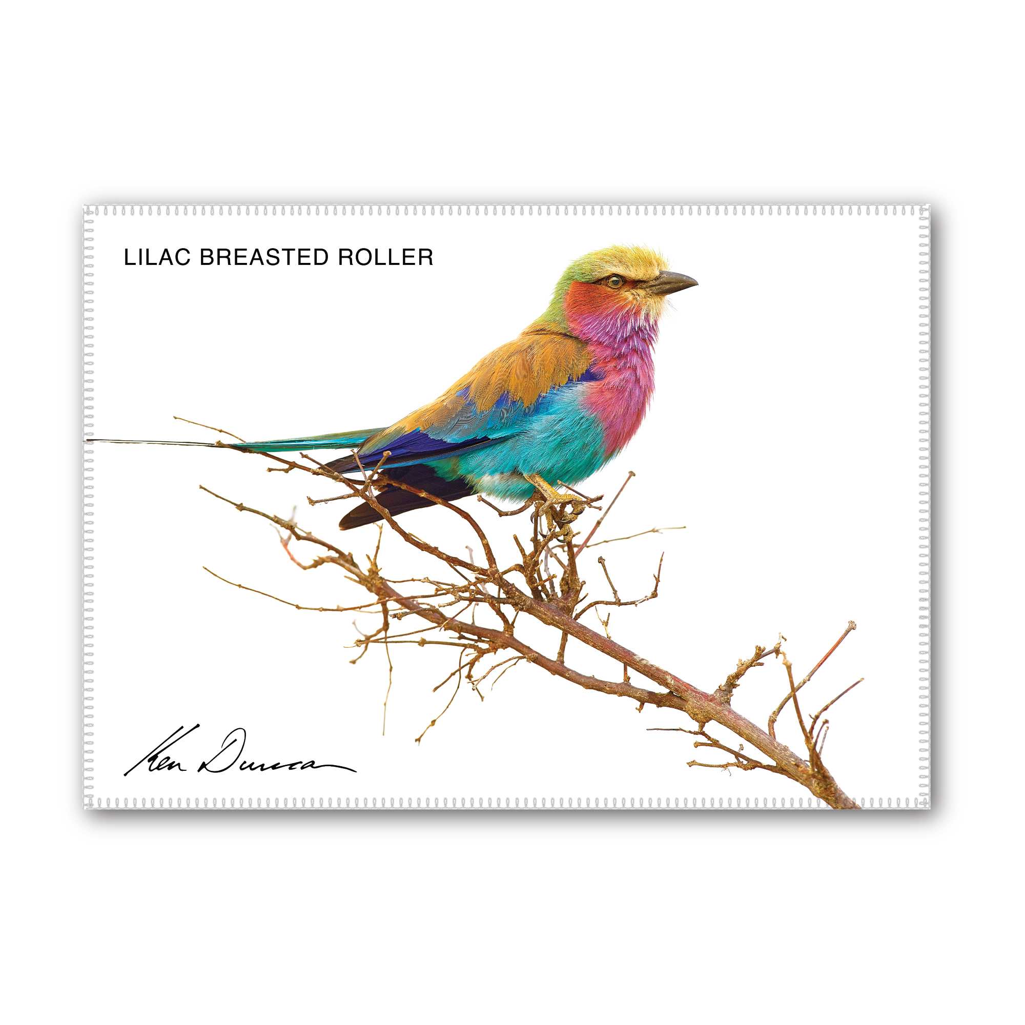 Lilac Breasted Roller Tea Towel