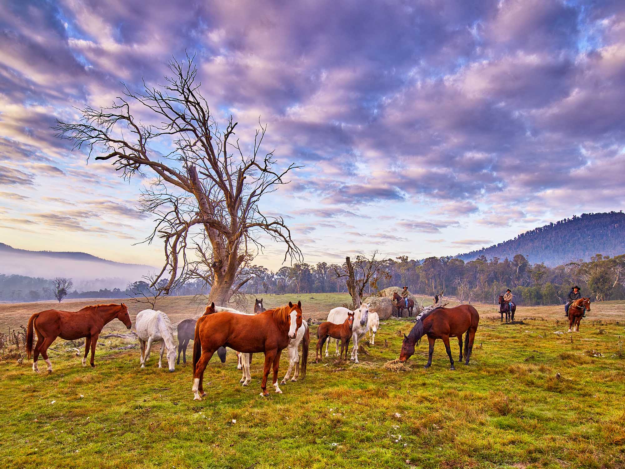 High Country Muster