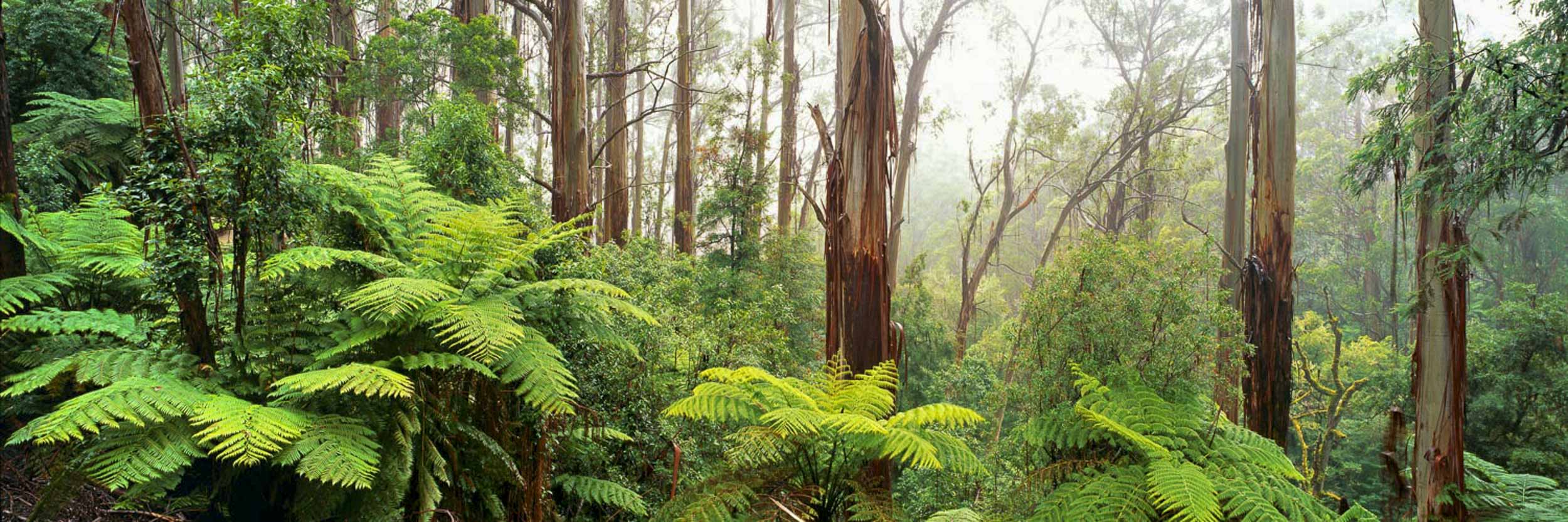 Misty Morning, Strzelecki Ranges, VIC by Ken Duncan